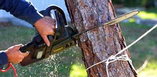 Professional Tree Services in Longtown, OK